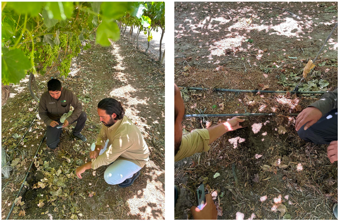 Peru Vineyards: 40% Less Irrigation Without Yield Loss
